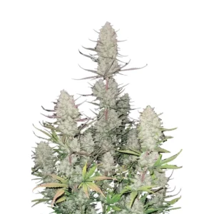 Fast Buds Tropicana Cookies Auto Hanfsamen