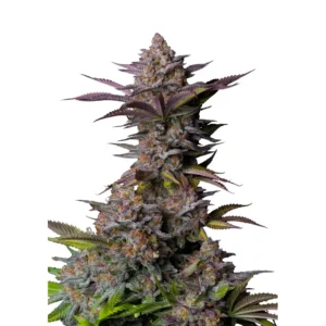 Fast Buds Tropicana Cookies FF Hanfsamen