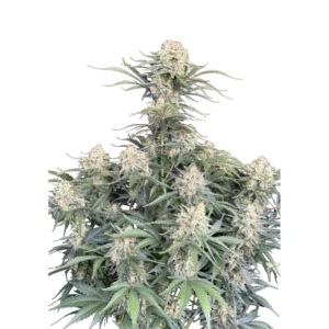 Fast Buds White Widow Auto Hanfsamen