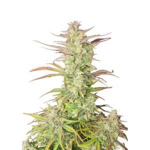 Fast Buds Z-Up Auto Hanfsamen