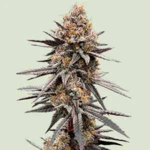 RQS Gravity Berry F1